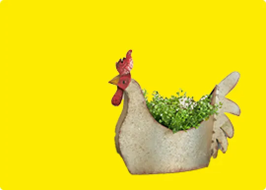 outdoor garden category